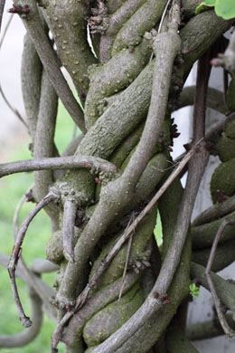  Akebia guinata – akebie  pětičetná